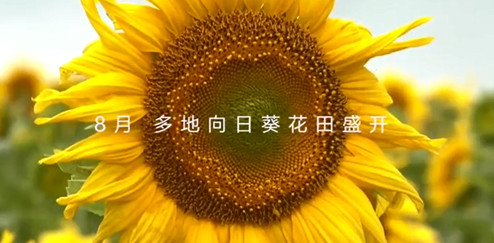 有片丨向陽而生!多地向日葵花開似海