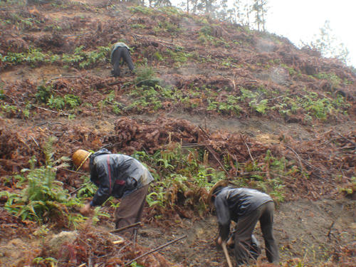 中国已完成造林7964万亩 佔全年造林任务近八成