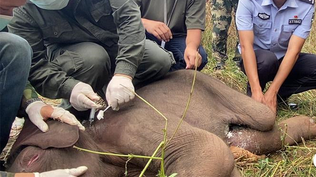 亞洲象寶寶出生6天後遭遺棄 警民全力救助好轉