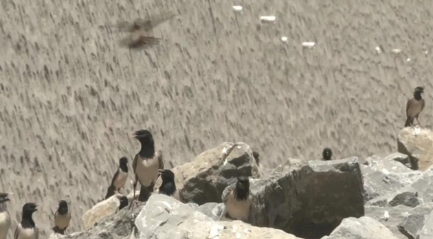 「滅蝗主力軍」：20萬隻鳥緊急馳援新疆伊寧