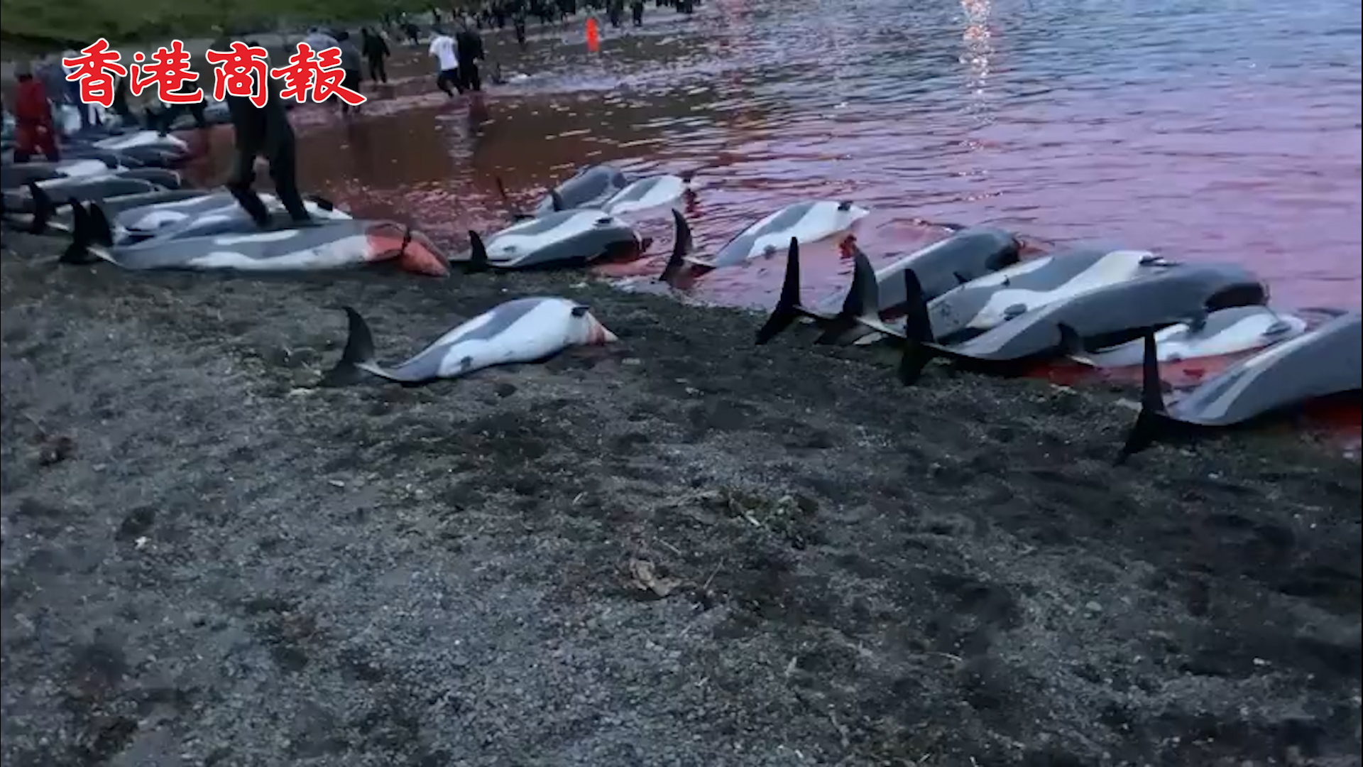 有片丨丹麥1400多隻海豚遭殘忍屠殺 海水被染成紅色 屍體擺滿海岸