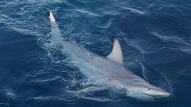 澳報告稱12%在澳鯊魚類物種面臨滅絕風險