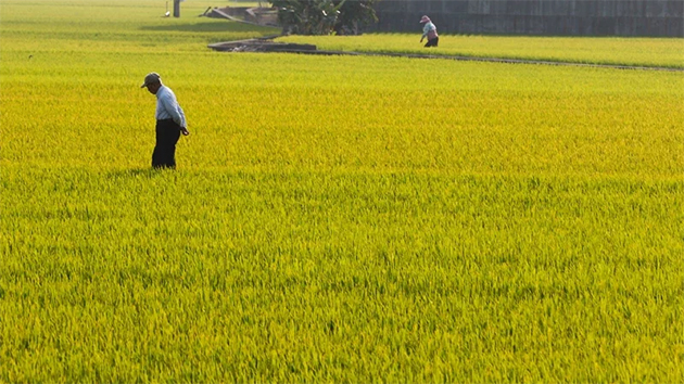 台媒：台灣若加入CPTPP 稻米等小農經濟恐淪「受災第一排」