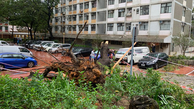 黃大仙東頭邨大樹倒下擊中3車 幸無人受傷