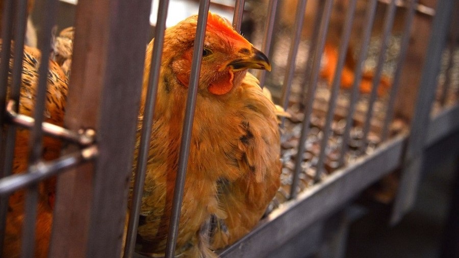 英國最大家禽供應商警告 雞肉價格或飆升