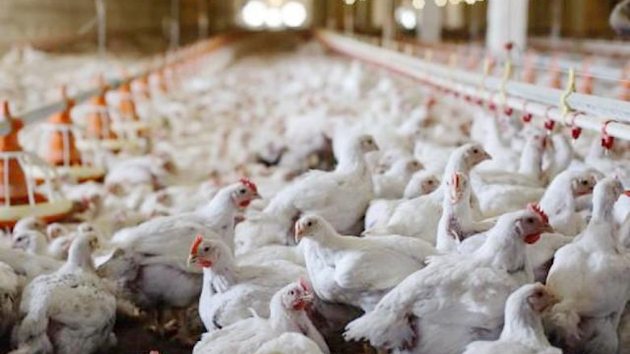 食安中心：暫停進口意大利威尼托區維羅納省禽肉及禽類產品