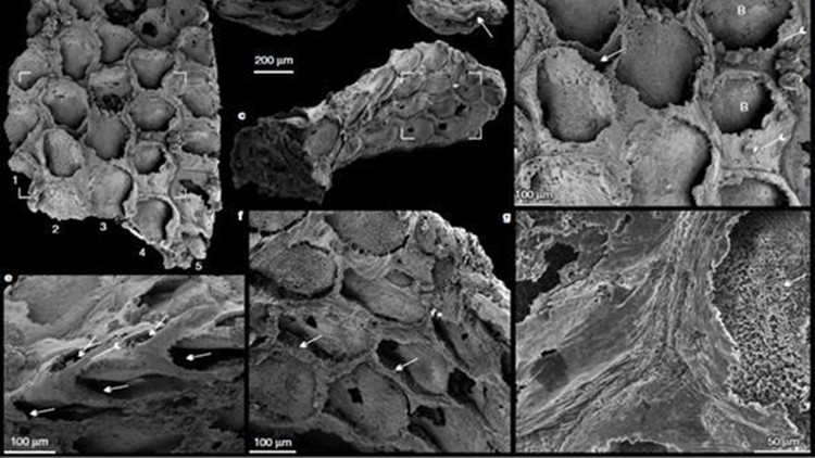 5.3億年前苔蘚動物化石現身 三幕式寒武紀大爆發假說添新證據