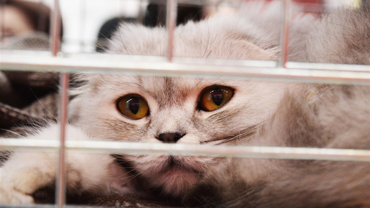 貓狗不是玩具或消費品 法國2024年起寵物店禁展售