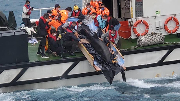 台灣首例擱淺偽虎鯨復健成功 重返大海