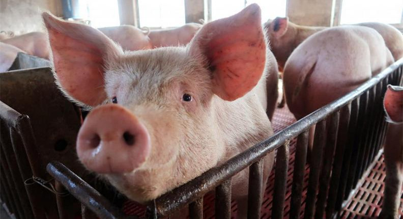 越南大範圍爆發非洲豬瘟