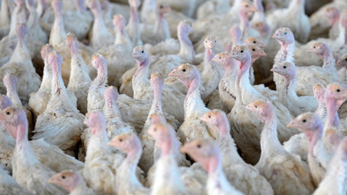 本港暫停進口德國部分地區禽肉及禽類產品 當地爆發H5N1