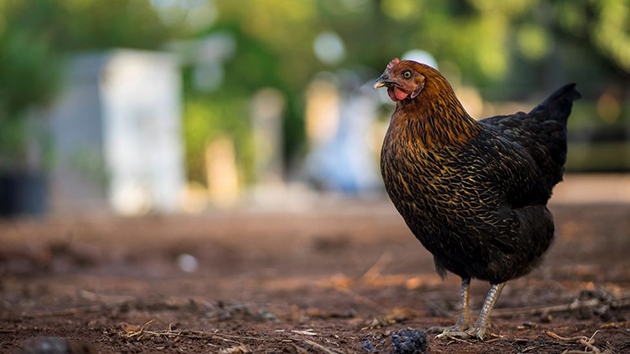 本港暫停英國法國部分地區禽類產品入口