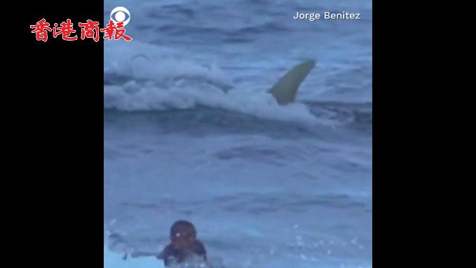 有片 | 驚險一刻：男子沖浪時發現鯊魚在身後翻滾 拼盡全力游回海灘