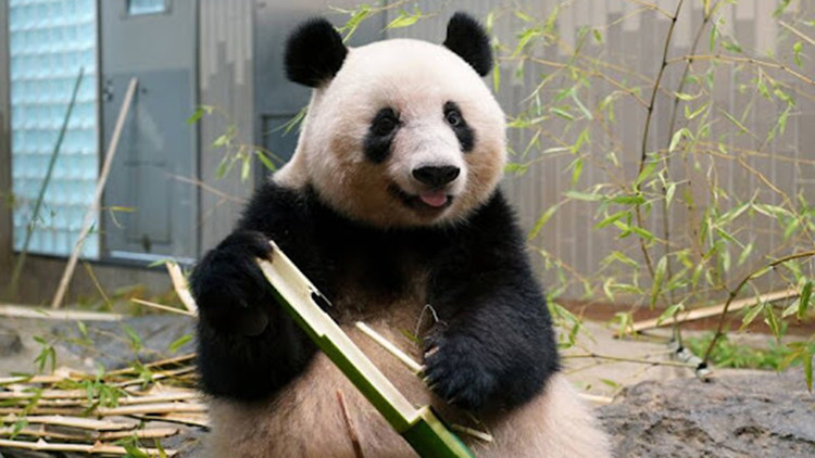 受疫情影響 旅日大熊貓「香香」再次延期回家