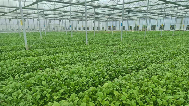 郴州「湘江源」蔬菜授牌企業今年有望超30家