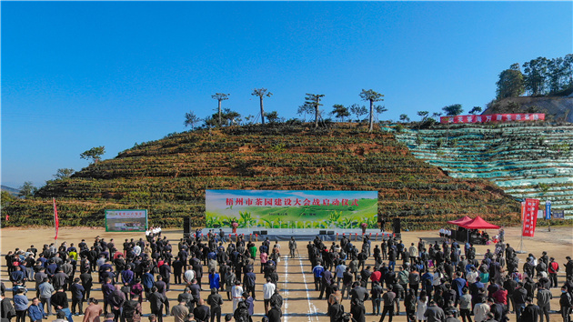 桂梧州：讓六堡茶香飄全國享譽世界