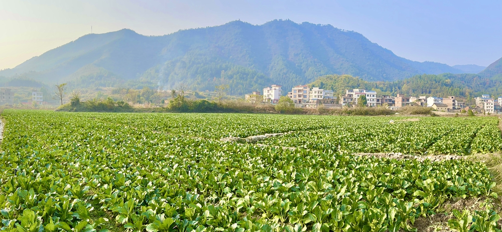 永州蔬菜出口連續6年排名湖南省第一