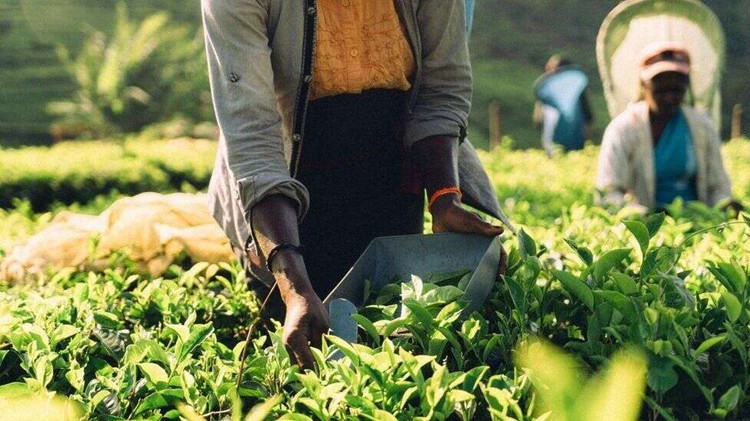 伊朗同意斯里蘭卡用茶葉償還約2.5億美元石油債務