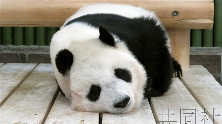 日本神戶高齡大熊貓因治病 延期一年歸還中國