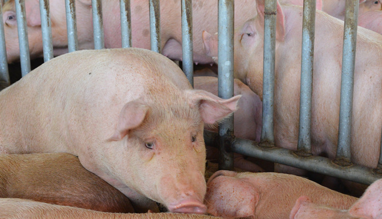 泰國出現首起非洲豬瘟病例 高風險農場須撲殺生豬