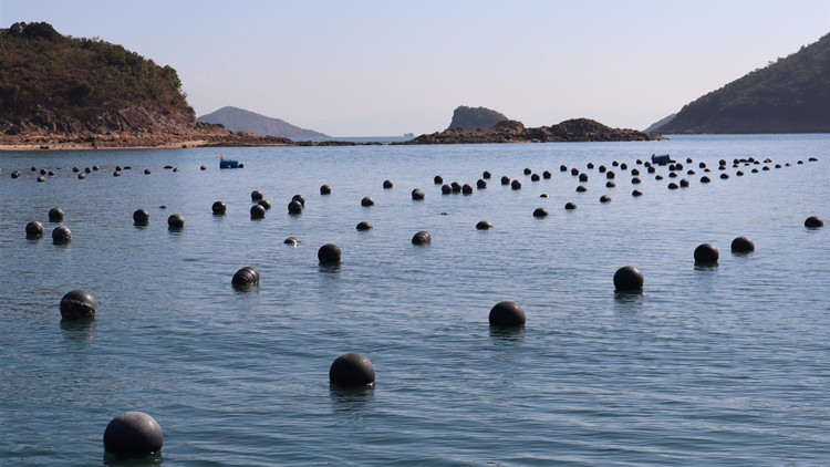 港唯一養殖有機海產魚場 吉澳澳背塘冀產有機珍珠