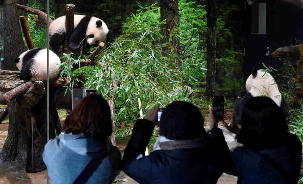 日本東京上野動物園大熊貓雙胞胎幼崽12日首次公開亮相