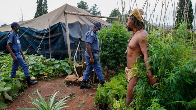 在總統辦公室附近種植大麻三年之久 南非土著「國王」被捕