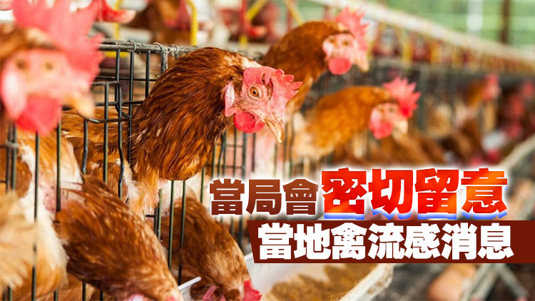 日本千葉縣爆發H5禽流感 本港暫停進口當地禽肉及禽類產品