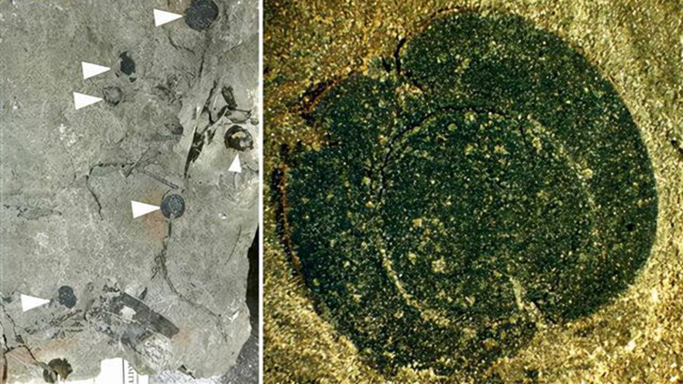 中國科學家首次在北美洲發現早期被子植物化石