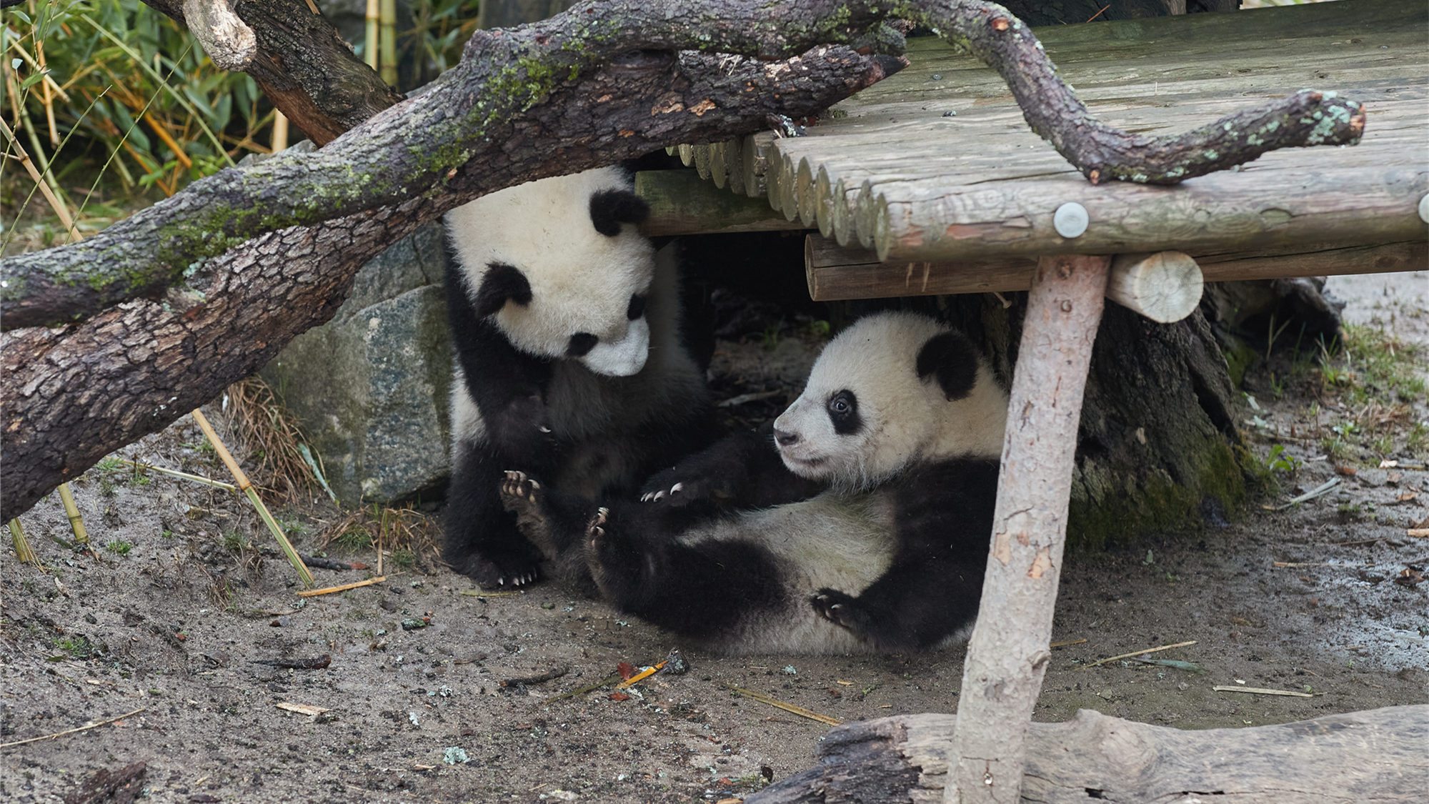 大熊貓雙胞胎亮相西班牙馬德里