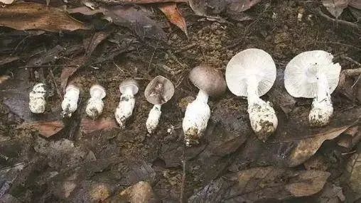深圳進入致命毒蘑菇高發季 曾發生多起毒菇「命案」