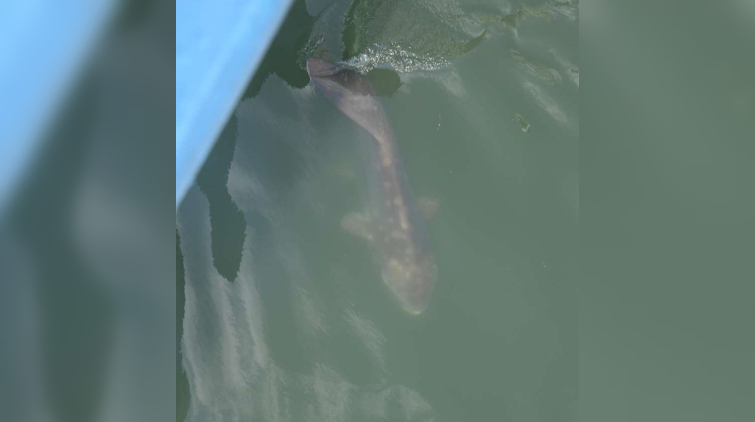 屯門河現罕見翻車魚水中暢泳 市民誤以為鯊魚報警求助