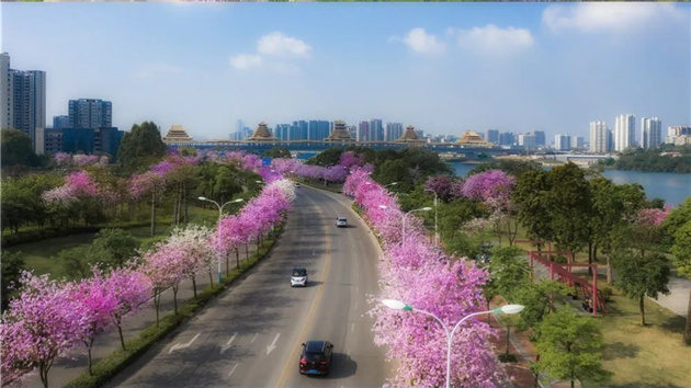 紫氣東來——中國「龍城」紫荊香