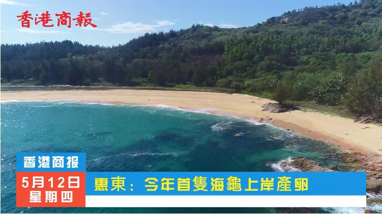 有片｜【萬水千山總是情】惠東：今年首隻海龜上岸...