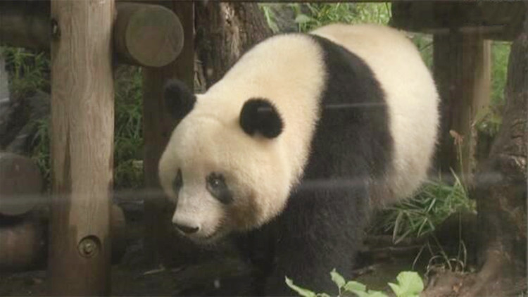 日本再度推遲歸還大熊貓「香香」  延至今年12月13日