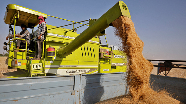 印度宣布禁止小麥出口 即時生效