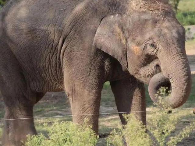 亞洲象「莫莉」安全抵達昆明動物園 將全面體檢