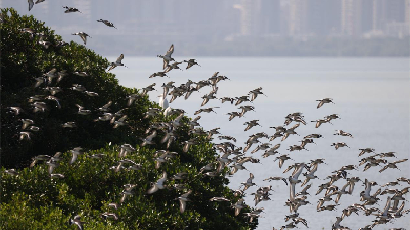 深圳福田打造生物多樣性友好城區 河套總部騰出候鳥大通道