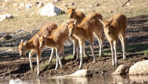 添丁進口！中國野放麋鹿種群在內蒙古成功繁衍