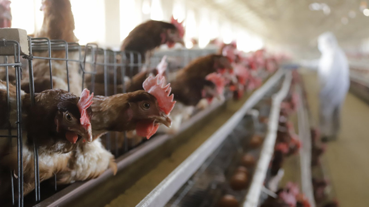 本港暫停進口英國部分地區禽肉及禽類產品
