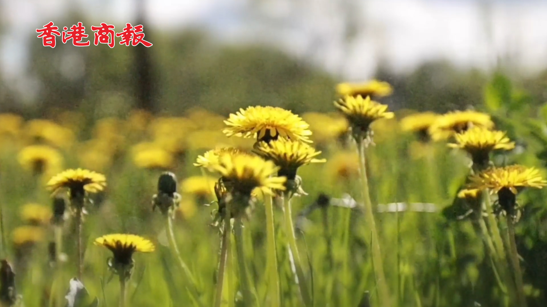 【萬水千山總是情】有片丨綠色米都建三江 山青水秀好風光