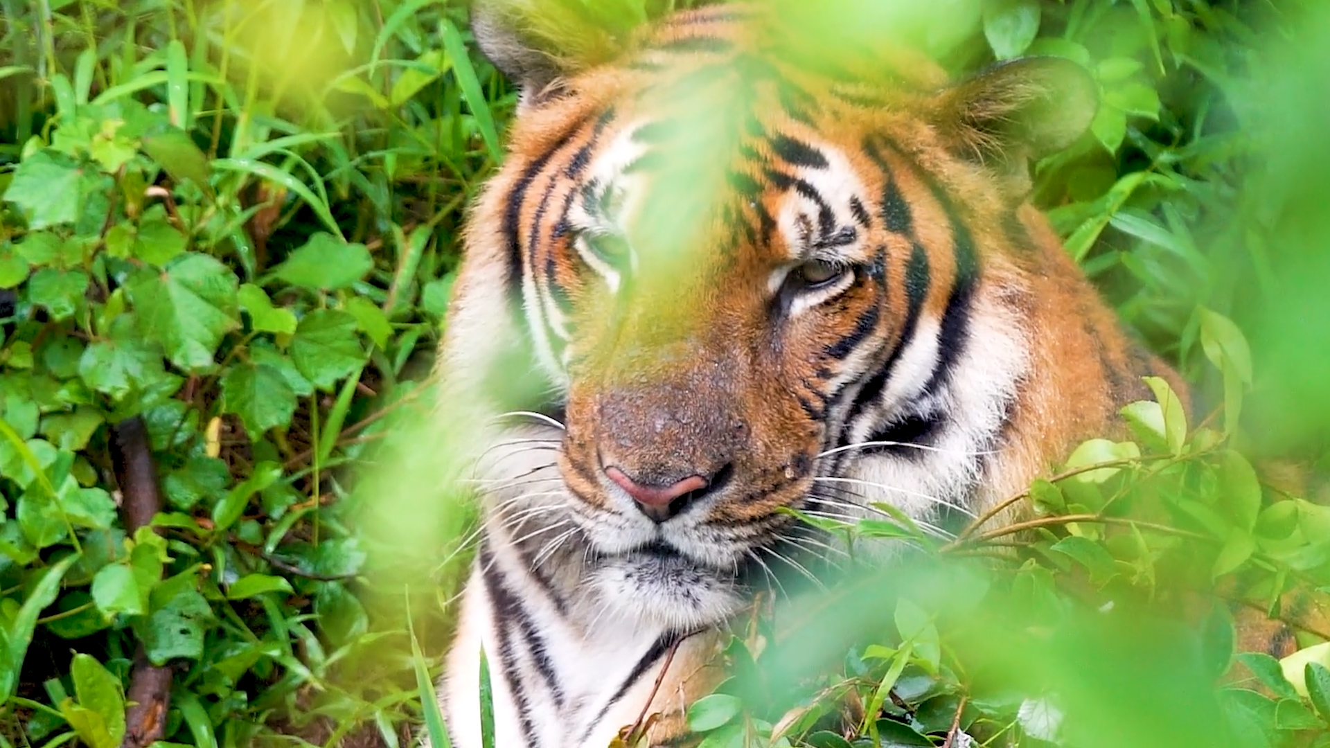 有片丨A date with South China Tigers