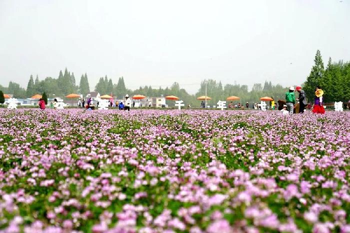 安徽南陵：紫雲英綻放稻米香