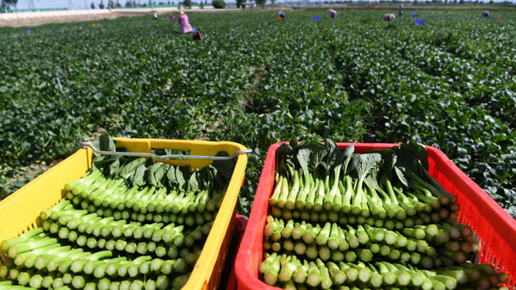 19日內地供港蔬菜2800公噸 菜芯及白菜批發價每斤7.9及5.9元
