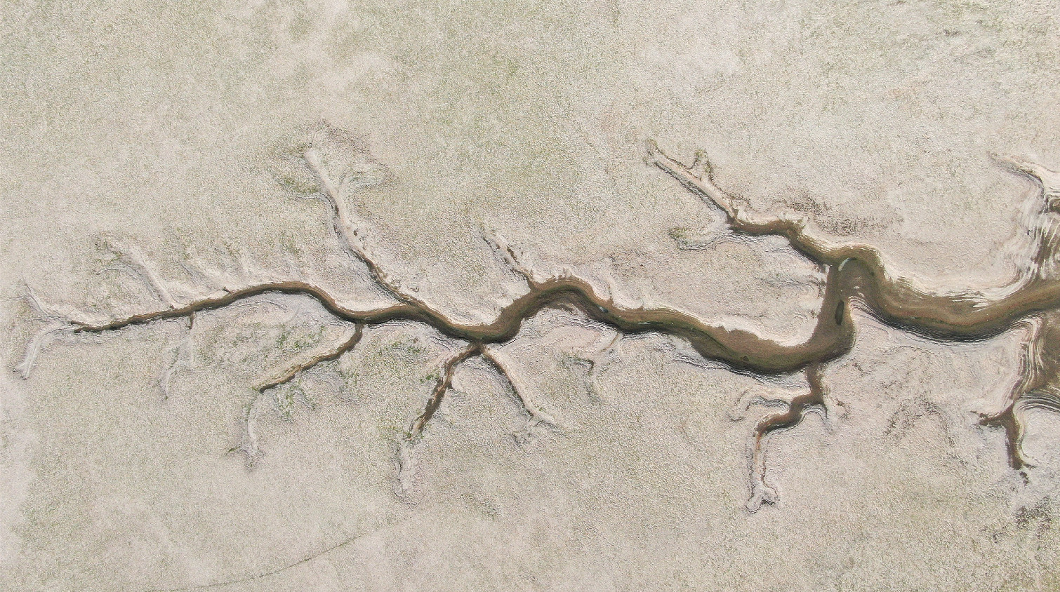 鄱陽湖71年來最早進入低枯水期 現「大地之樹」