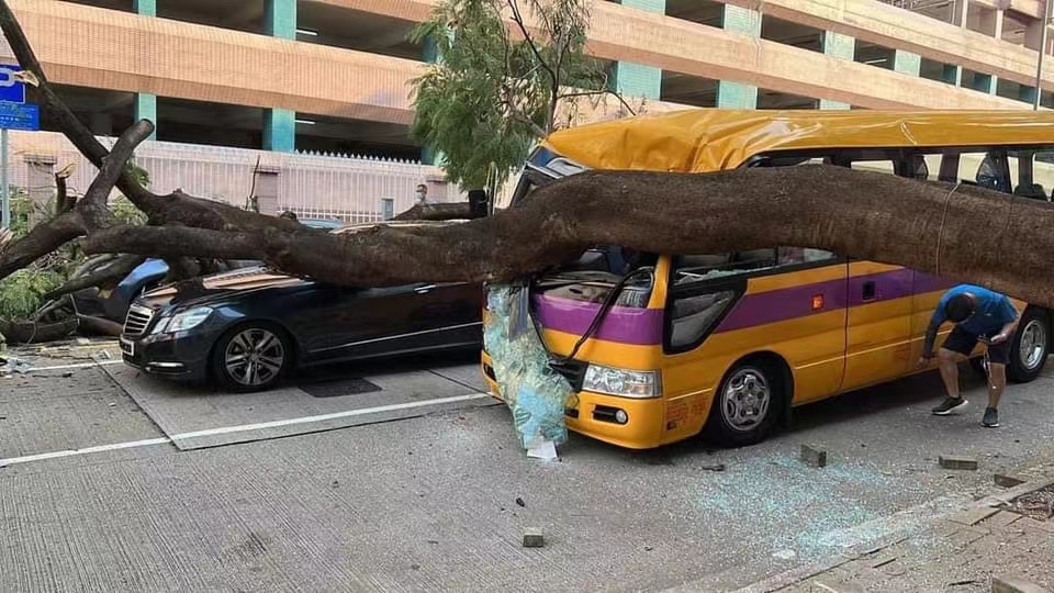 環團回應何文田巴富街塌樹事故 促請政府加強樹木風險管理工作