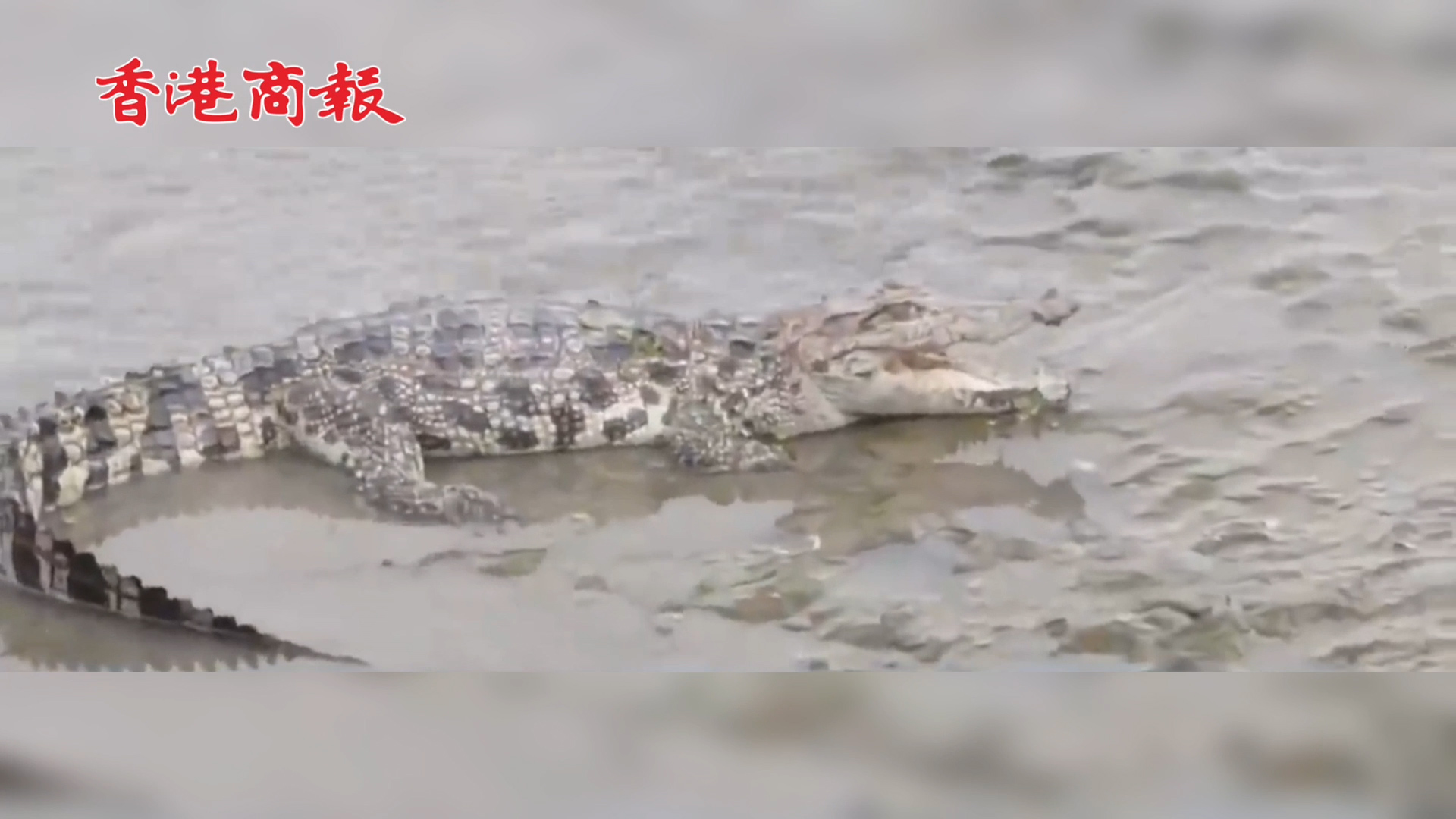 有片 |  上海黃浦江畔出沒的鱷魚被捕獲