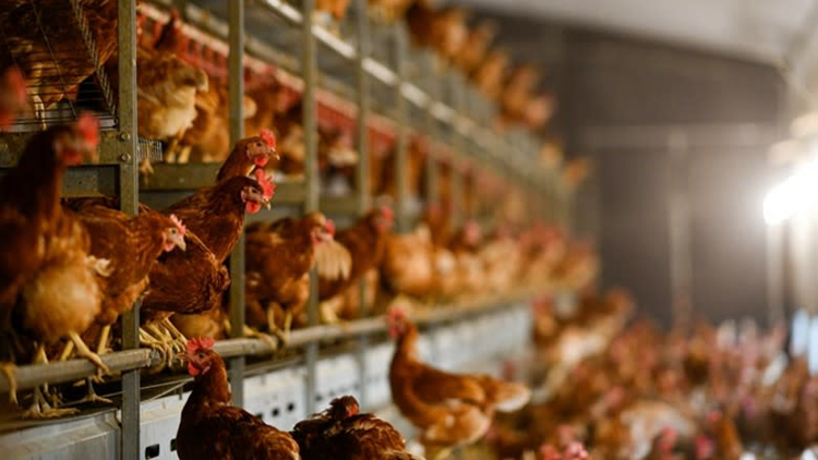 本港暫停進口比利時、美國及加拿大部分地區禽肉及禽類產品