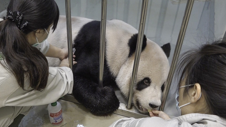 大陸專家將赴台探視患病大熊貓「團團」