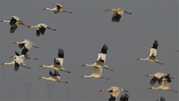 吉林省啟動遷徙水鳥同步調查